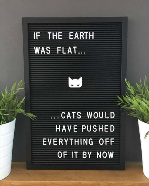 cats-flat-earth-1.jpg?w=640&h=800